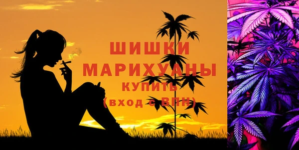 крисы Корсаков